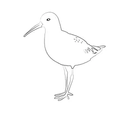 Curlew Sandpiper 5 Free Coloring Page for Kids