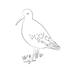 Curlew Sandpiper 6 Free Coloring Page for Kids