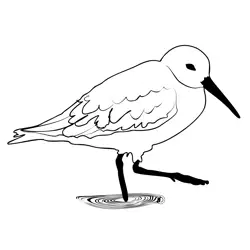 Dunlin 1 Free Coloring Page for Kids