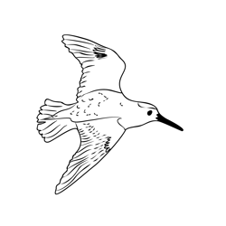 Dunlin 3 Free Coloring Page for Kids