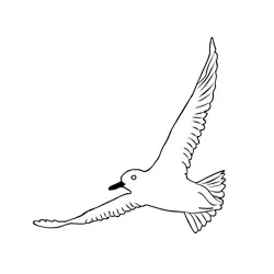 Dunlin 4 Free Coloring Page for Kids