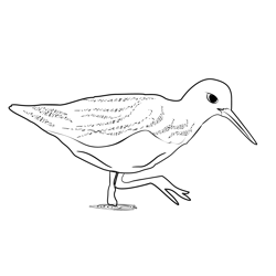 Green Sandpiper 1 Free Coloring Page for Kids