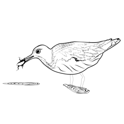 Green Sandpiper 2 Free Coloring Page for Kids
