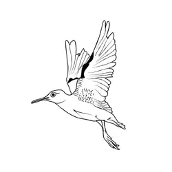 Green Sandpiper 4 Free Coloring Page for Kids