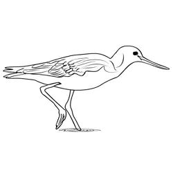 Greenshank 1 Free Coloring Page for Kids
