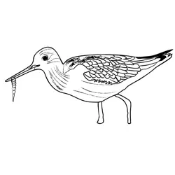 Greenshank 2 Free Coloring Page for Kids