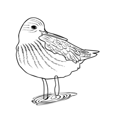 Greenshank 3 Free Coloring Page for Kids