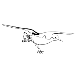 Birds Balearic Shearwater 2 Free Coloring Page for Kids