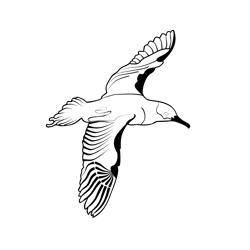 Birds Balearic Shearwater 3 Free Coloring Page for Kids