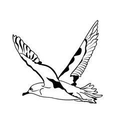 Birds Balearic Shearwater 4 Free Coloring Page for Kids