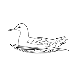 Birds Balearic Shearwater Free Coloring Page for Kids