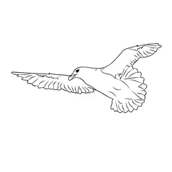Fulmar 3 Free Coloring Page for Kids