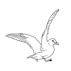 Fulmar 4 Free Coloring Page for Kids