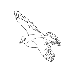 Fulmar 5 Free Coloring Page for Kids