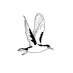 Great Shearwater 1 Free Coloring Page for Kids