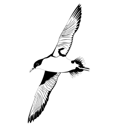 Great Shearwater 3 Free Coloring Page for Kids