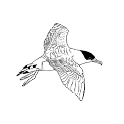 Great Shearwater 4 Free Coloring Page for Kids