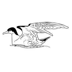 Great Shearwater 5 Free Coloring Page for Kids
