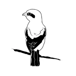 Great Grey Shrike 2 Free Coloring Page for Kids