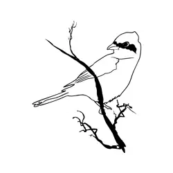 Great Grey Shrike 3 Free Coloring Page for Kids