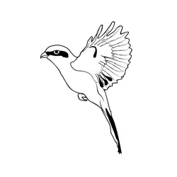 Great Grey Shrike 4 Free Coloring Page for Kids