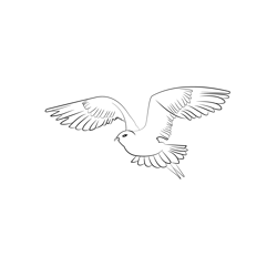 Arctic Skua 1 Free Coloring Page for Kids