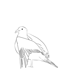 Arctic Skua 10 Free Coloring Page for Kids