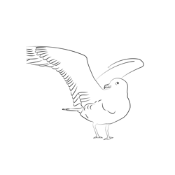 Arctic Skua 11 Free Coloring Page for Kids