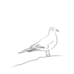 Arctic Skua 12 Free Coloring Page for Kids