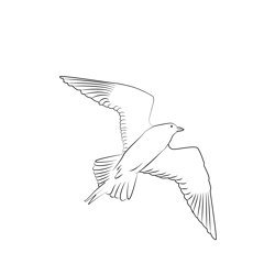 Arctic Skua 13 Free Coloring Page for Kids
