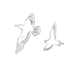 Arctic Skua 3 Free Coloring Page for Kids