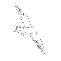 Arctic Skua 4 Free Coloring Page for Kids