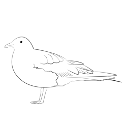 Arctic Skua 5 Free Coloring Page for Kids