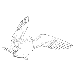Arctic Skua 6 Free Coloring Page for Kids
