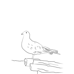 Arctic Skua 7 Free Coloring Page for Kids