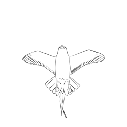 Arctic Skua 9 Free Coloring Page for Kids