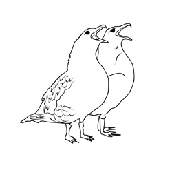 Great Skua 1 Free Coloring Page for Kids