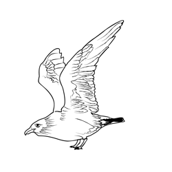 Great Skua 2 Free Coloring Page for Kids