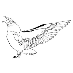 Great Skua 3 Free Coloring Page for Kids