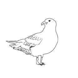 Great Skua 4 Free Coloring Page for Kids