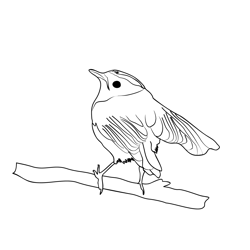 Firecrest 2 Free Coloring Page for Kids
