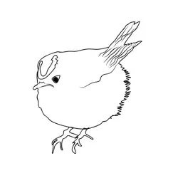 Goldcrest 1 Free Coloring Page for Kids