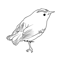 Goldcrest 2 Free Coloring Page for Kids