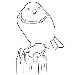 Angry Sparrow Free Coloring Page for Kids