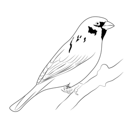 Beautiful Sparrow Bird Free Coloring Page for Kids