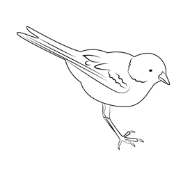 Beautiful Sparrow Free Coloring Page for Kids