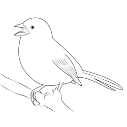Call House Sparrow Free Coloring Page for Kids