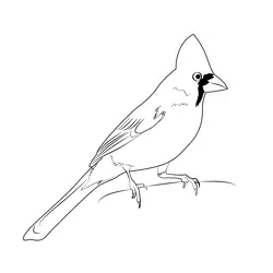 Cardinal 10 Free Coloring Page for Kids