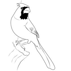 Cardinal 11 Free Coloring Page for Kids