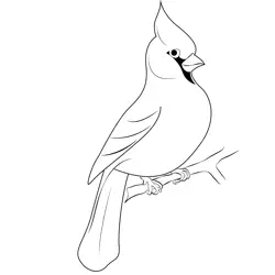 Cardinal 12 Free Coloring Page for Kids